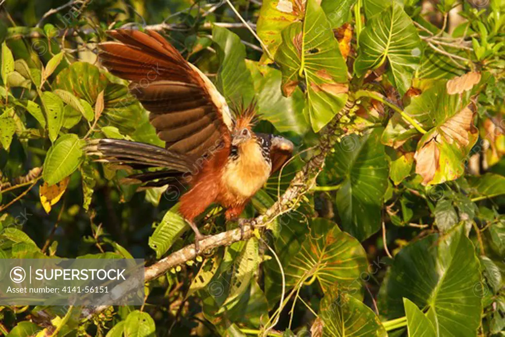 Hoatzin (Opisthocomus Hoazin) Perched On A Branch In Ecuador.