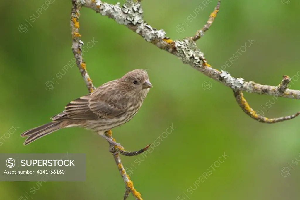 House Finch (Carpodacus Mexicanus) Perched On A Branch In The Okanagan Valley, Bc, Canada.