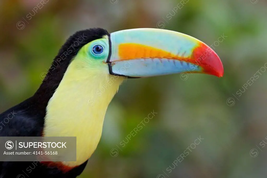 Keel-Billed Toucan (Ramphastos Sulfuratus) Perched On A Branch In Costa Rica.