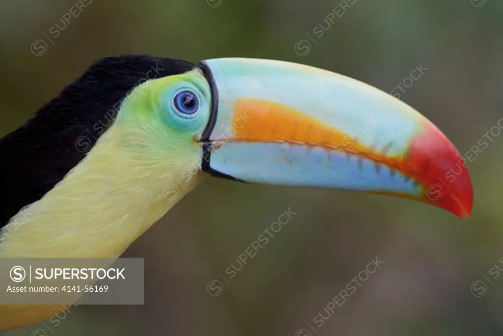 Keel-Billed Toucan (Ramphastos Sulfuratus) Perched On A Branch In Costa Rica.