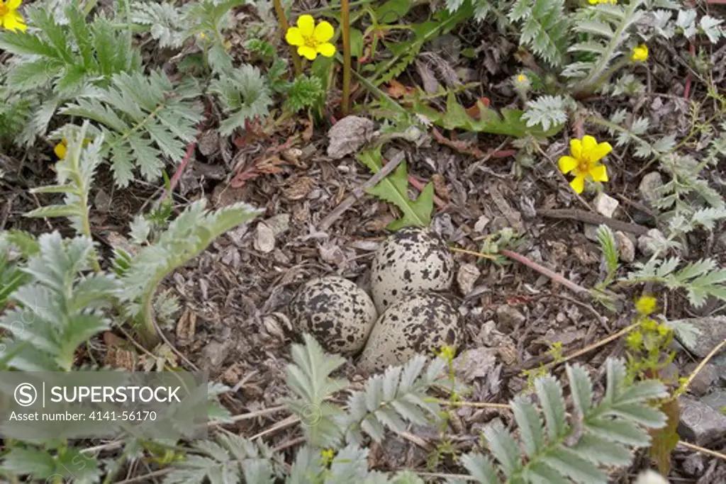 Killdeer (Charadrius Vociferus) Nest In The Okanagan Valley, Bc, Canada.