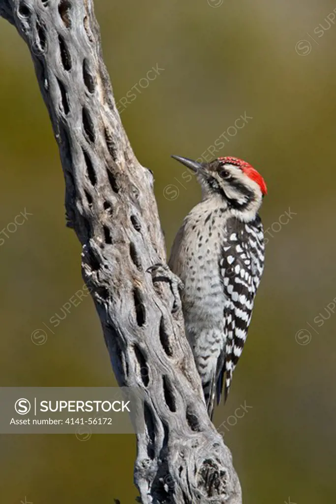 Ladder-Backed Woodpecker (Picoides Scalaris) Perched On A Branch Near The Bosque Del Apache Wildlife Refuge Near Socorro, New Mexico, Usa.