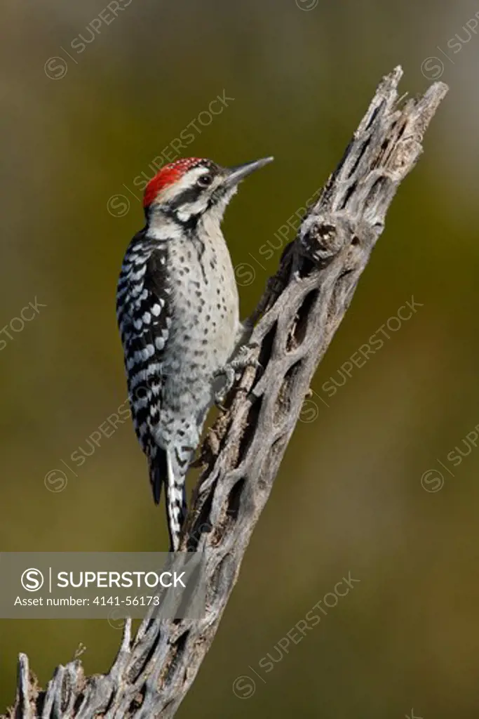 Ladder-Backed Woodpecker (Picoides Scalaris) Perched On A Branch Near The Bosque Del Apache Wildlife Refuge Near Socorro, New Mexico, Usa.