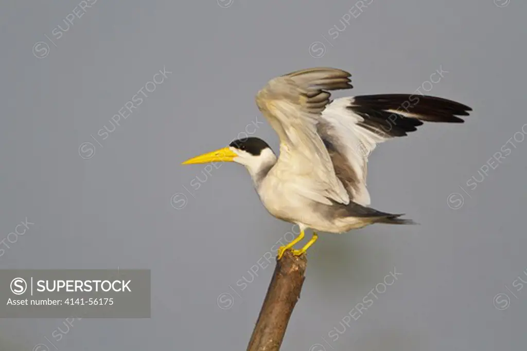 Large-Billed Tern (Phaetusa Simplex) Perched On A Branch In Ecuador.