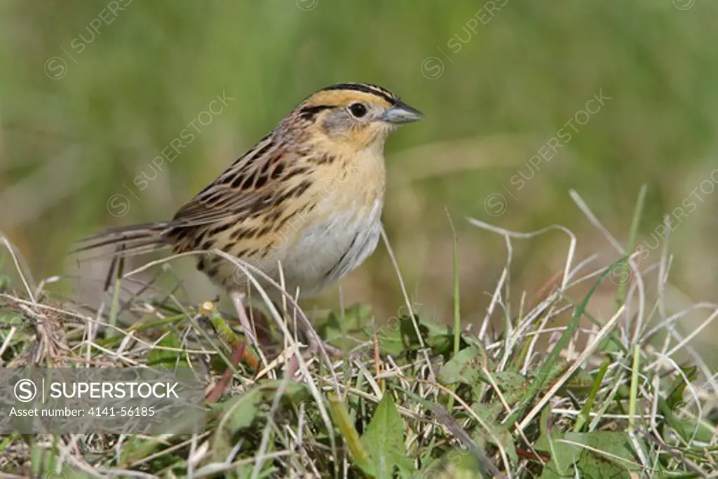 Le Conte'S Sparrow (Ammodramus Leconteii) Perched On The Grass In Alberta, Canada.