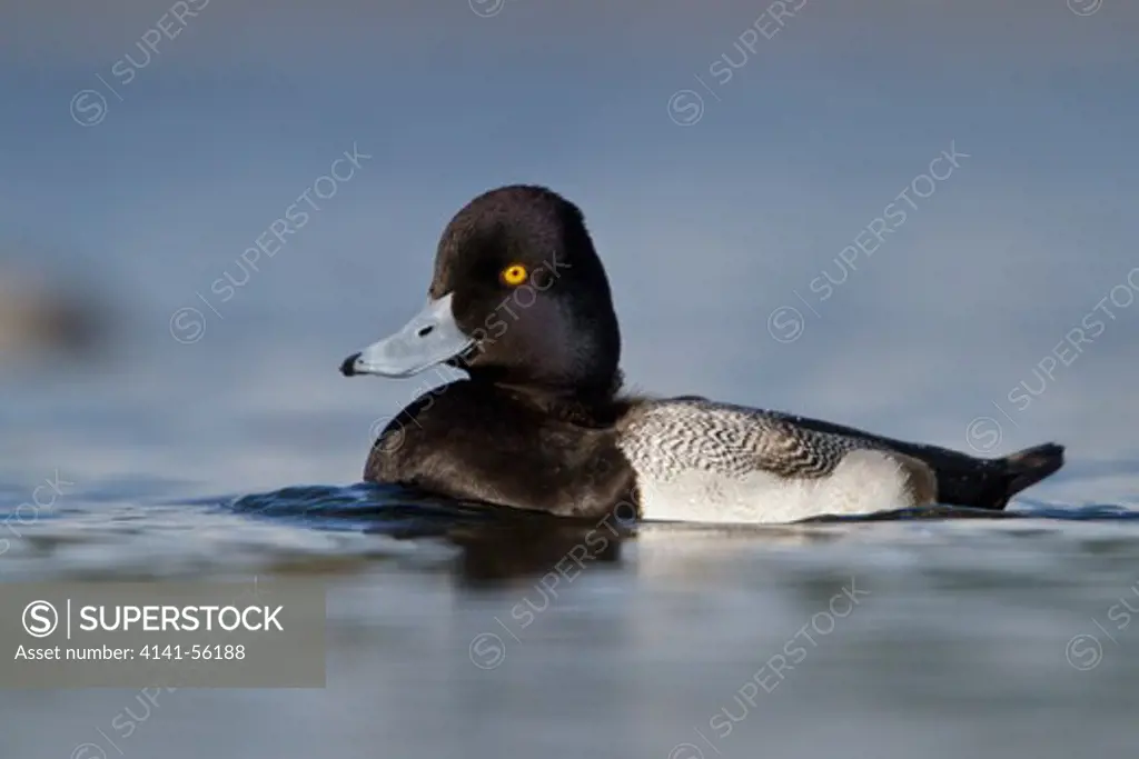 Lesser Scaup (Aythya Affinis) Swimming In A Pond Near Victoria, Bc, Canada.