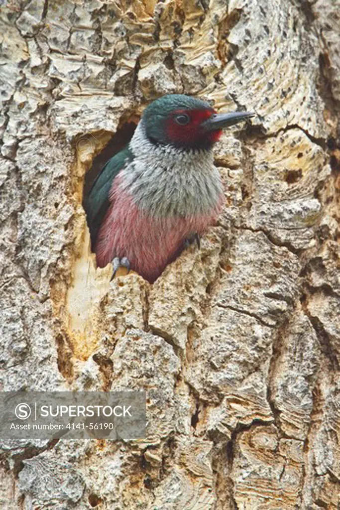 Lewis'S Woodpecker (Melanerpes Lewis) At Nest, British Columbia, Canada.