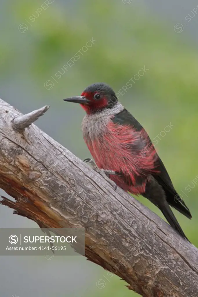 Lewis'S Woodpecker (Melanerpes Lewis) Perched On A Branch In The Okanagan Valley, Bc, Canada.