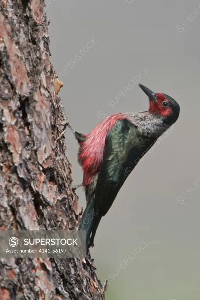 Lewis'S Woodpecker (Melanerpes Lewis) Perched On A Branch In The Okanagan Valley, Bc, Canada.