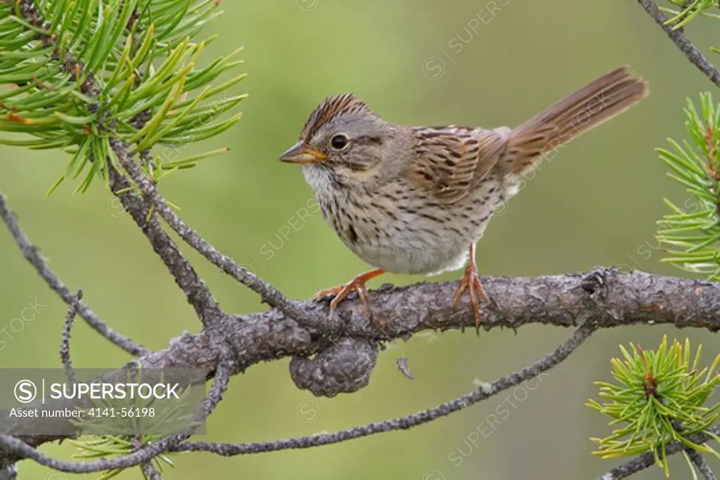Lincoln'S Sparrow (Melospiza Lincolnii) Perched On A Branch In The Boreal Forest Of Saskatchewan, Canada.