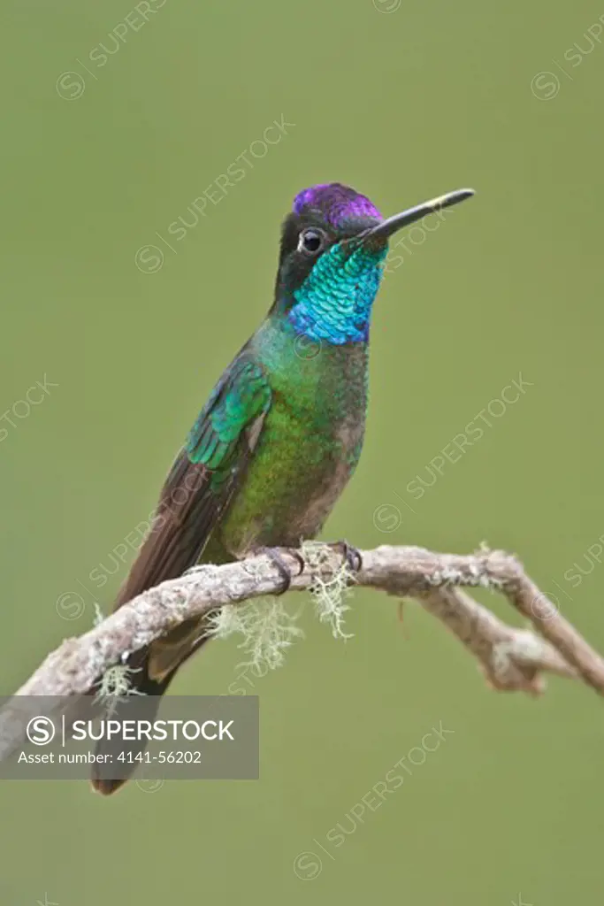 Magnificent Hummingbird (Eugenes Fulgens) Perched On A Branch In Costa Rica.