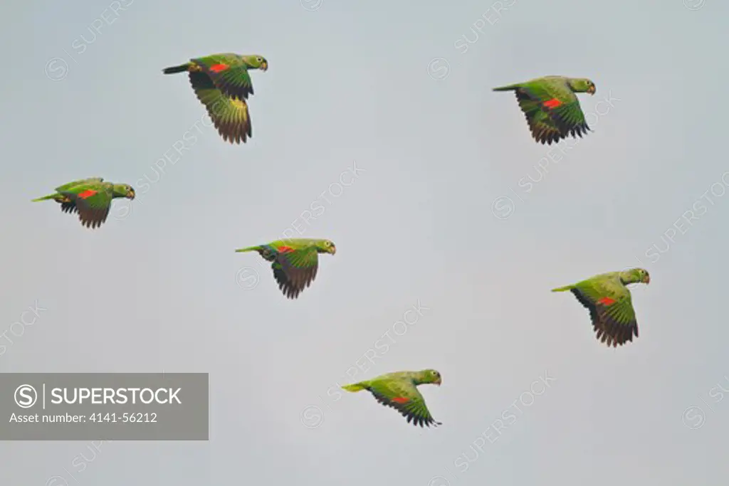 Mealy Amazon Parrot (Amazona Farinosa) Flying In Ecuador.