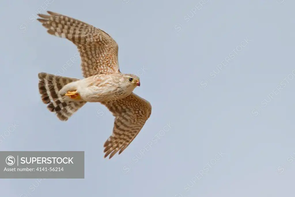 Merlin (Falco Columbarius) Flying In Alberta, Canada.