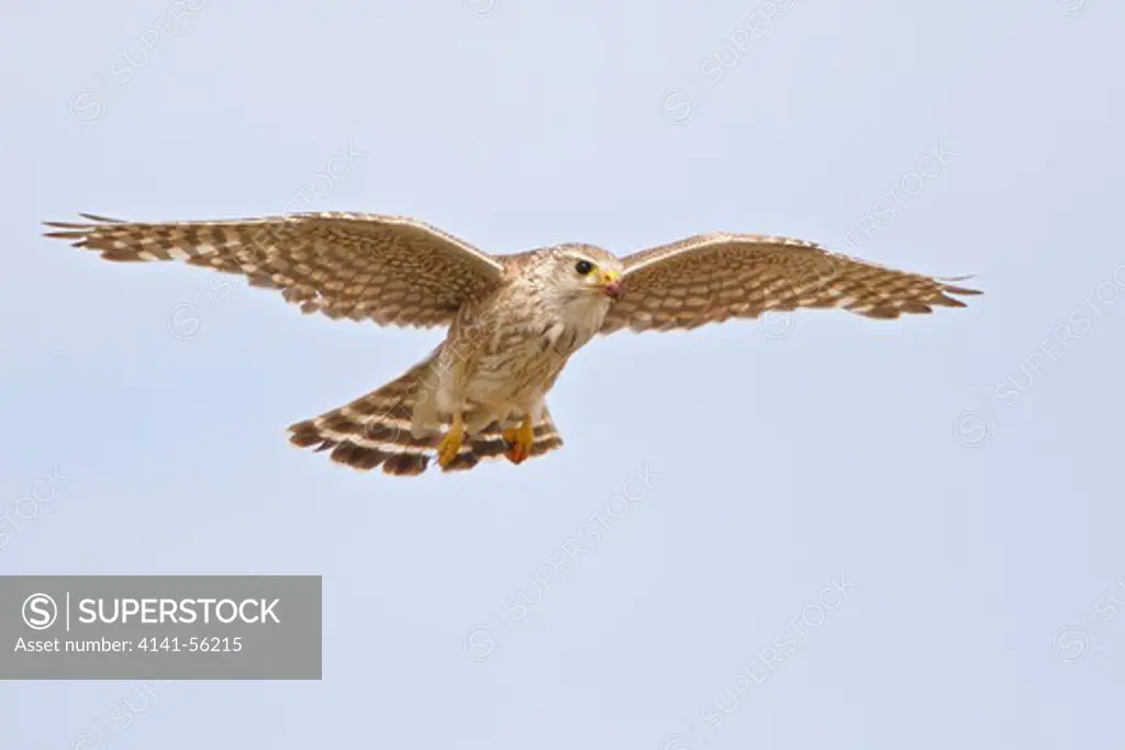 Merlin (Falco Columbarius) Flying In Alberta, Canada.