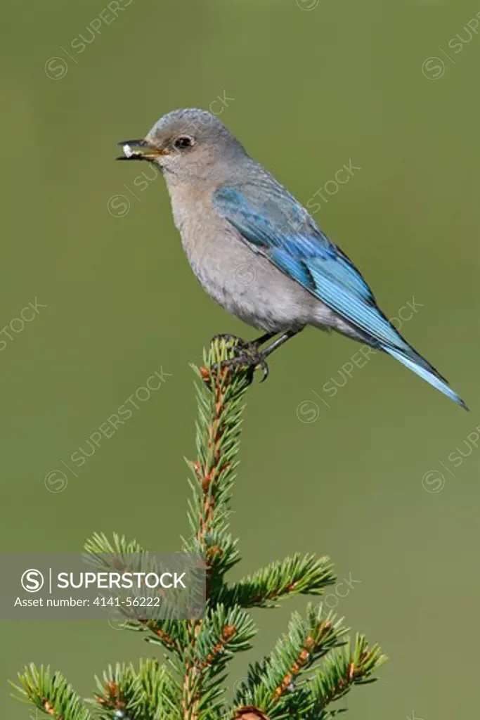 Mountain Bluebird (Sialia Currucoides) Perched On A Branch In Alberta, Canada.
