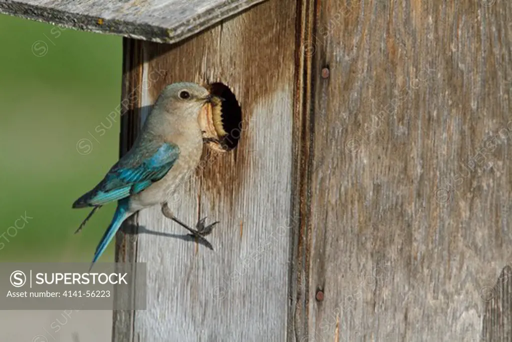 Mountain Bluebird (Sialia Currucoides) Perched On A Nest Box In Alberta, Canada.