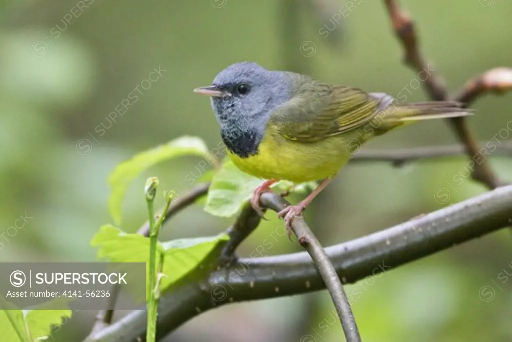 Mourning Warbler (Oporornis Philadelphia) Perched On A Branch In Manitoba, Canada.