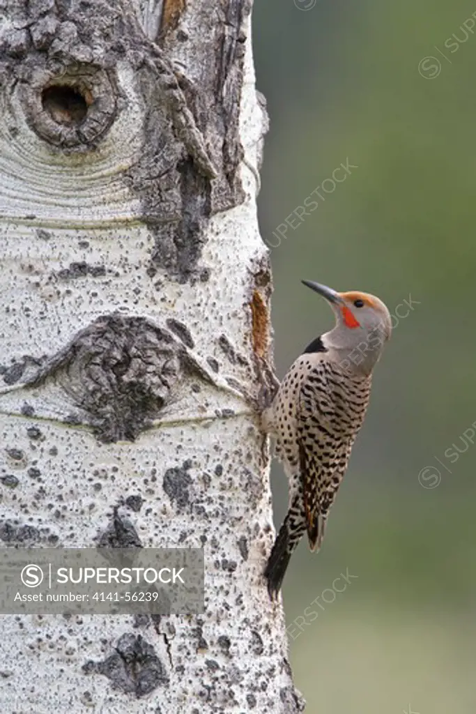 Northern Flicker (Colaptes Auratus) Perched On A Tree At Its Nest Hole In British Columbia, Canada.