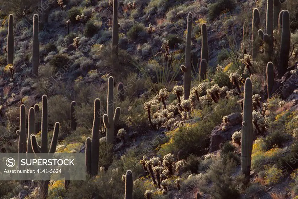 sonoran desert with saguaro and cholla cacti arizona, usa spring 