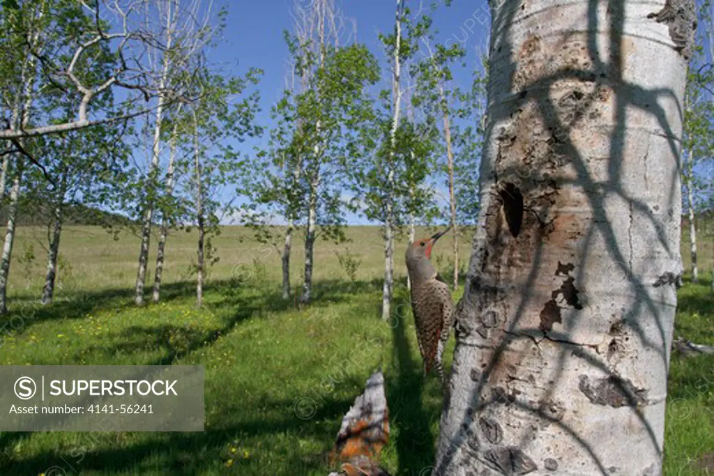 Northern Flicker (Colaptes Auratus) Perched At Its Nest Cavity In The Okanagan Valley, Bc, Canada.