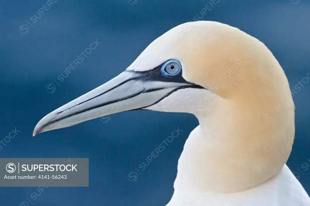 Northern Gannet (Morus Bassanus) Perched On A Cliff Off Newfoundland, Canada.