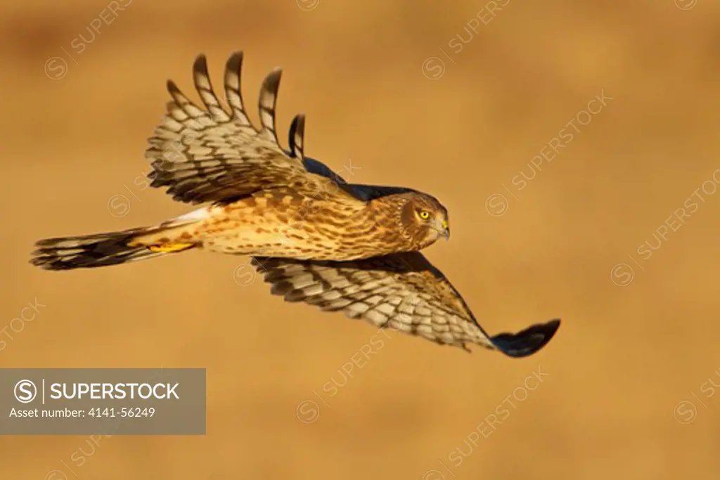 Northern Harrier (Circus Cyaneus) Flying At The Bosque Del Apache Wildlife Refuge Near Socorro, New Mexico, Usa.
