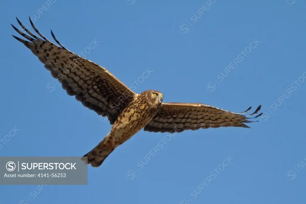 Northern Harrier (Circus Cyaneus) Flying At The Bosque Del Apache Wildlife Refuge Near Socorro, New Mexico, Usa.