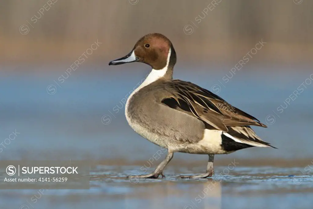 Northern Pintail (Anas Acuta) Standing On A Frozen Pond In Victoria, Bc, Canada.