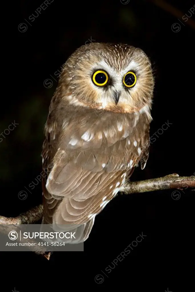 Northern Saw-Whet Owl (Aegolius Acadicus) Perched On A Branch Near Victoria, British Columbia, Canada.