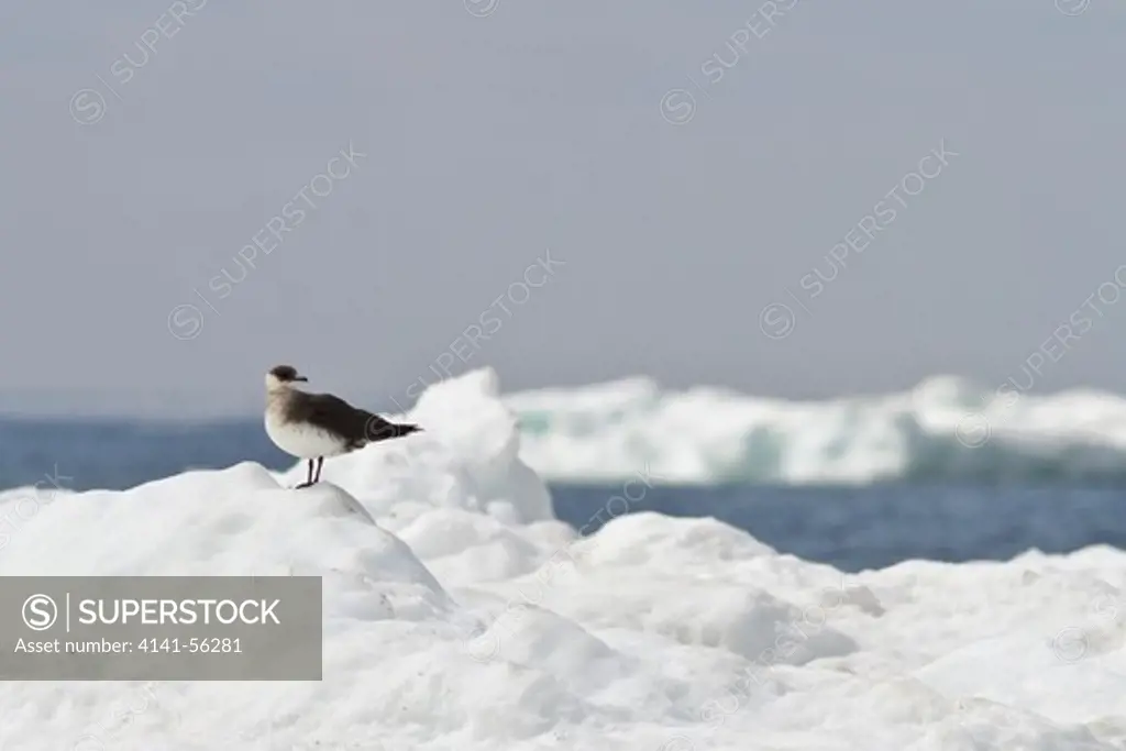 Parasitic Jaeger (Stercorarius Parasiticus) Perched On The Ice In Churchill, Manitoba, Canada.