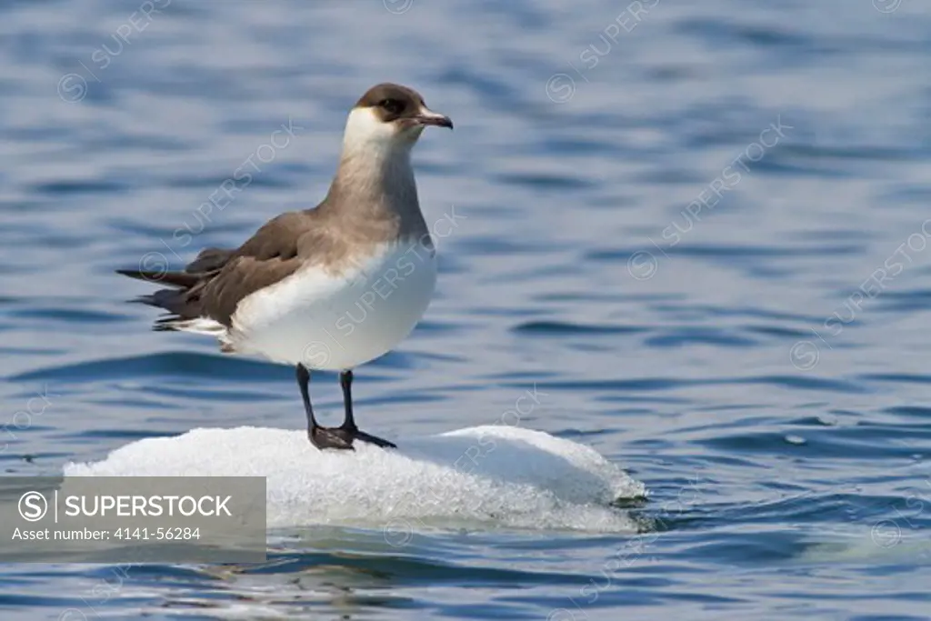 Parasitic Jaeger (Stercorarius Parasiticus) Perched On The Ice In Churchill, Manitoba, Canada.