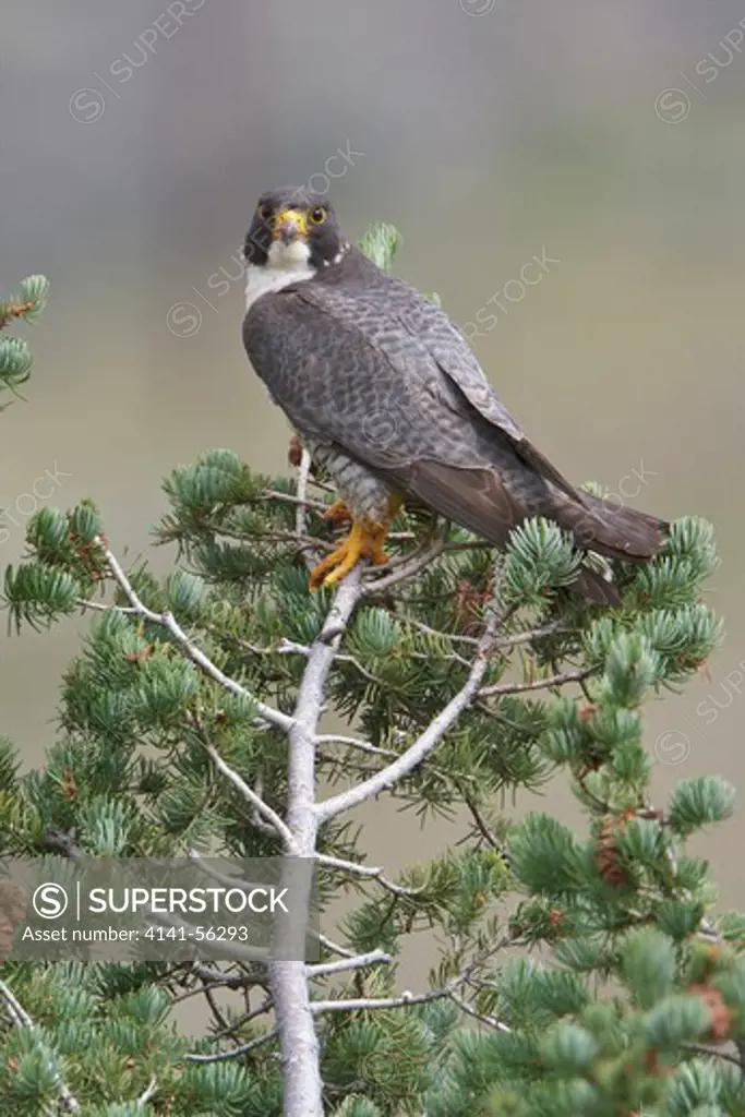 Peregrine Falcon (Falco Peregrinus) Perched In The Interior Of British Columbia, Canada.