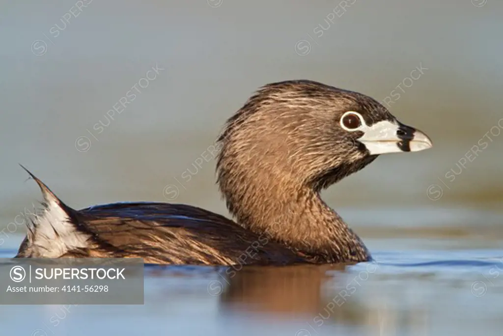 Pied-Billed Grebe (Podiceps Grisegena) In A Pond In British Columbia, Canada.