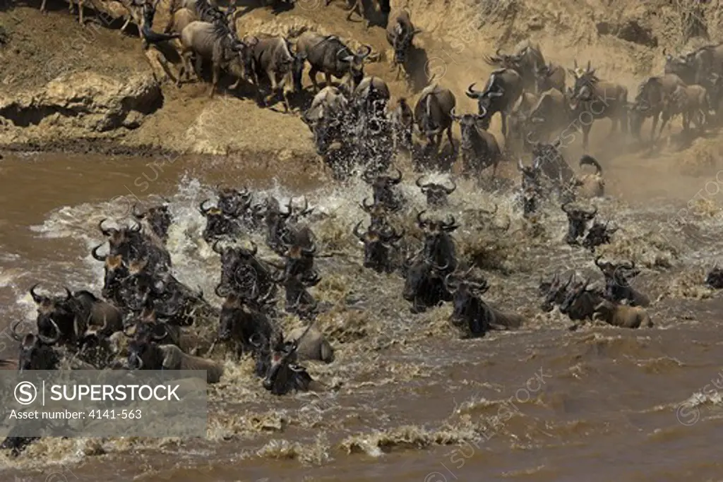 common wildebeest connochaetes taurinus crossing river during migration masai mara, kenya