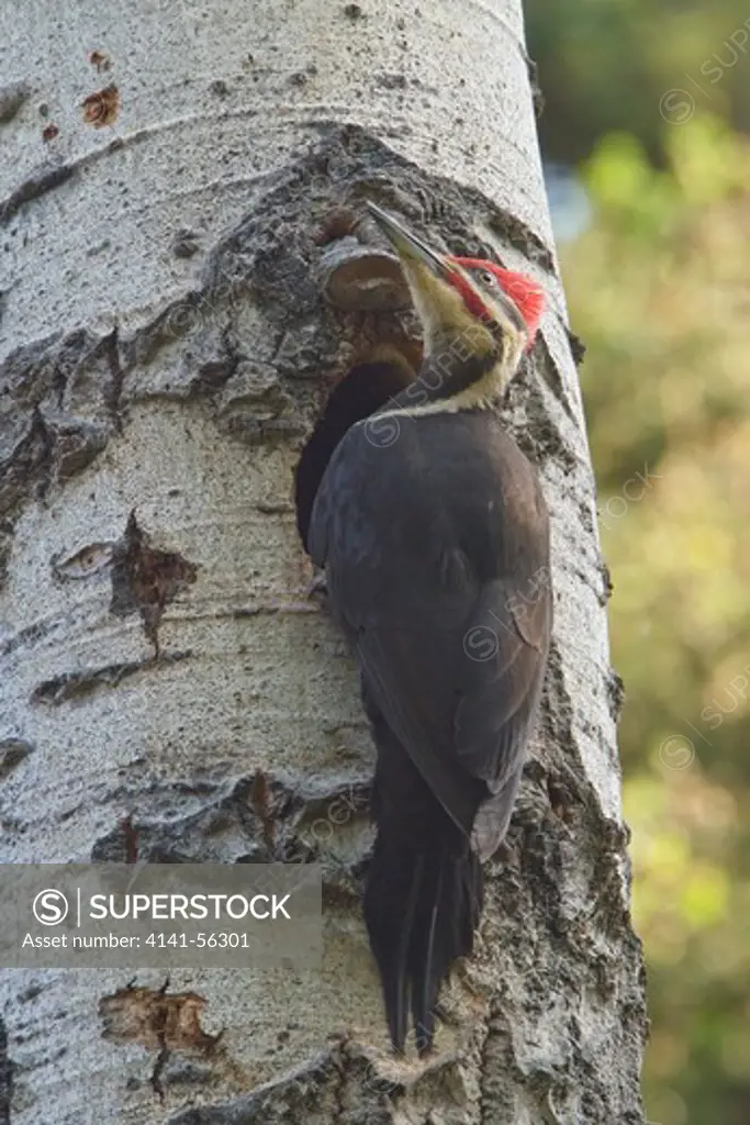 Pileated Woodpecker (Dryocopus Pileatus) Perched On A Tree At Its Nest Hole In Manitoba, Canada.