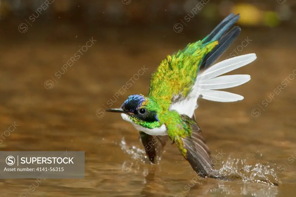Purple-Crowned Fairy (Heliothryx Barroti) Flying And Bathing In A Small Stream In Costa Rica.