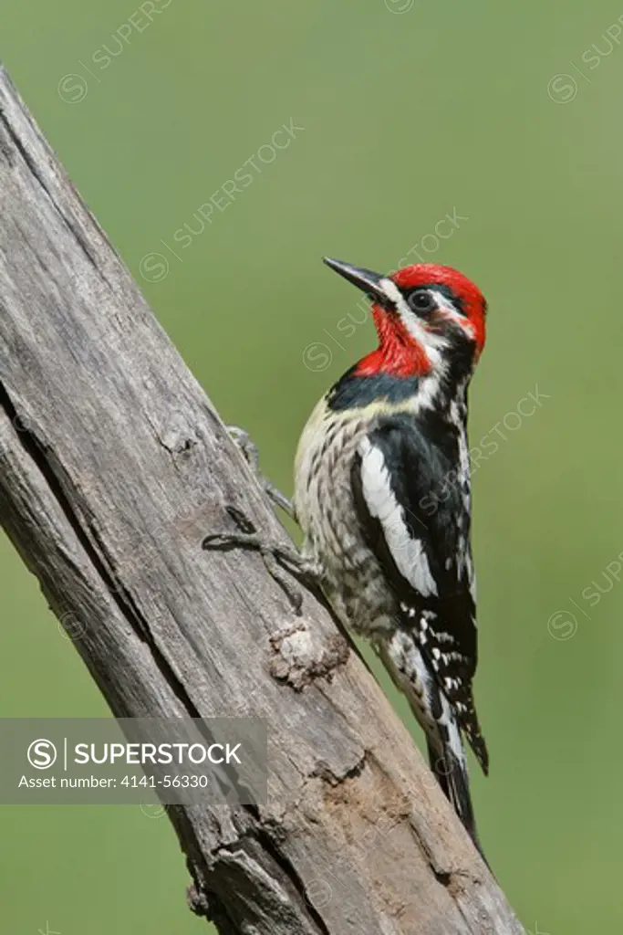 Red-Naped Sapsucker (Sphyrapicus Nuchalis) Perched On A Tree At Its Nest Hole In Alberta, Canada.