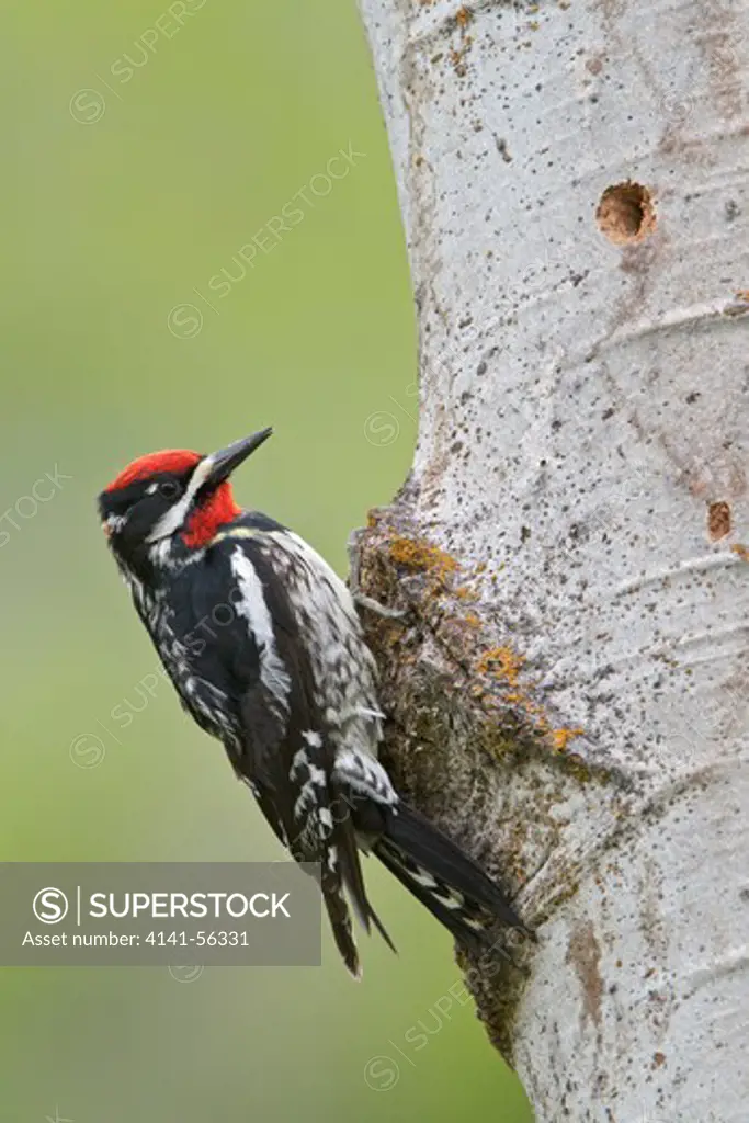 Red-Naped Sapsucker (Sphyrapicus Nuchalis) Perched At Its Nest Cavity In The Okanagan Valley, Bc, Canada.