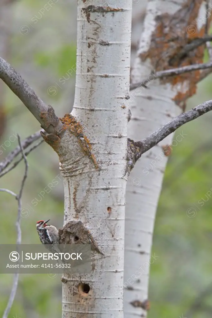 Red-Naped Sapsucker (Sphyrapicus Nuchalis) Perched At Its Nest Cavity In The Okanagan Valley, Bc, Canada.