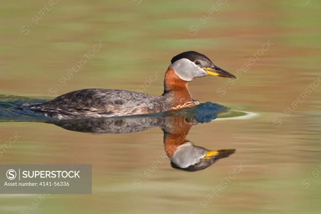 Red-Necked Grebe (Podiceps Grisegena) In A Pond In British Columbia, Canada.