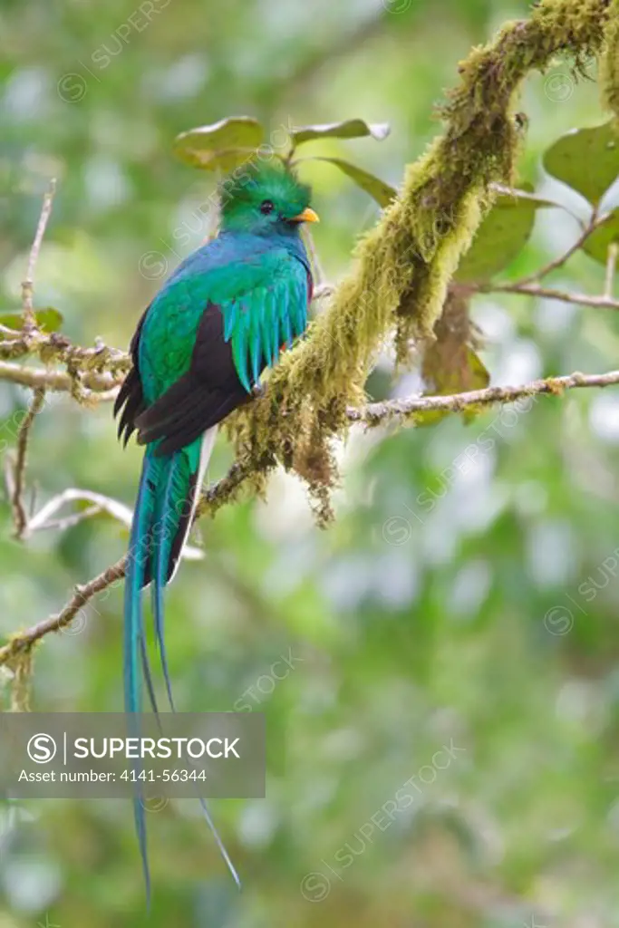 Resplendent Quetzal (Pharomachrus Mocinno) Perched On A Branch In Costa Rica.