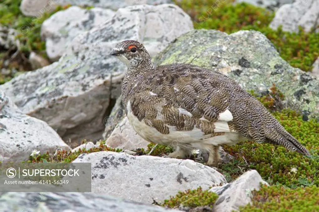 Rock Ptarmigan (Lagopus Muta) In The Alpine Habitat Of Gros Morne Mountain In Newfoundland, Canada.