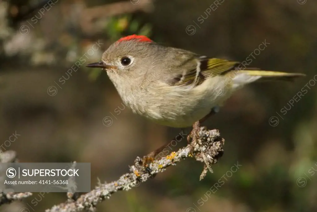 Ruby-Crowned Kinglet (Regulus Calendula) Perched On A Branch In Manitoba, Canada.