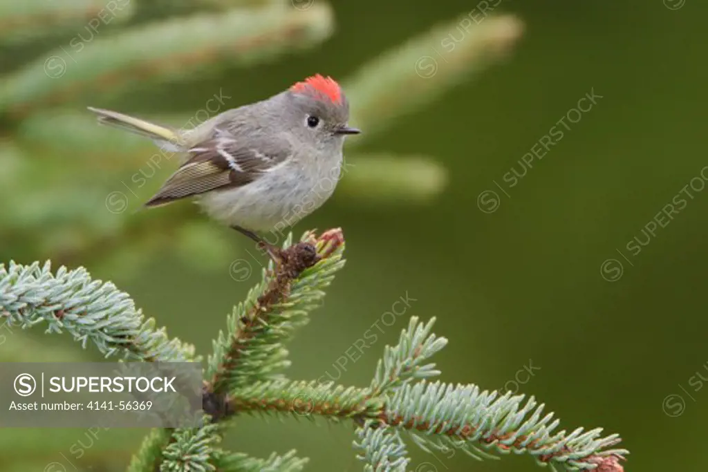 Ruby-Crowned Kinglet (Regulus Calendula) Perched On A Branch In The Okanagan Valley, Bc, Canada.