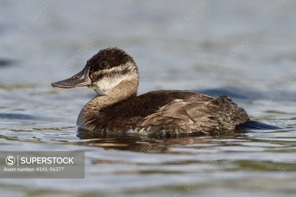Ruddy Duck (Oxyura Jamaicensis) In A Pond In British Columbia, Canada.