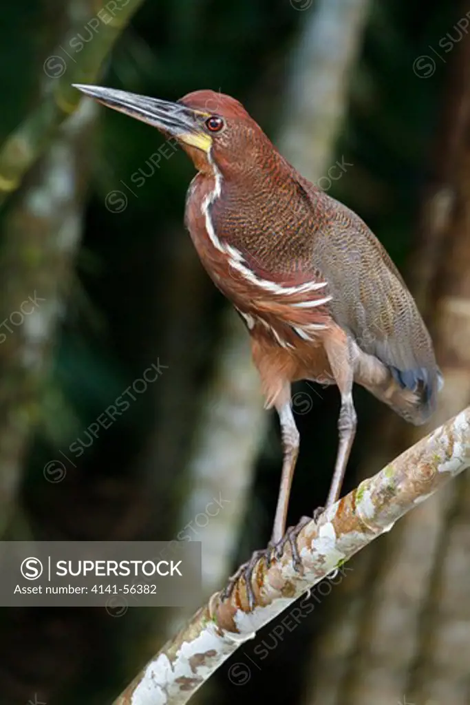Rufescent Tiger-Heron (Tigrisoma Lineatum) Perched On A Branch In Ecuador.