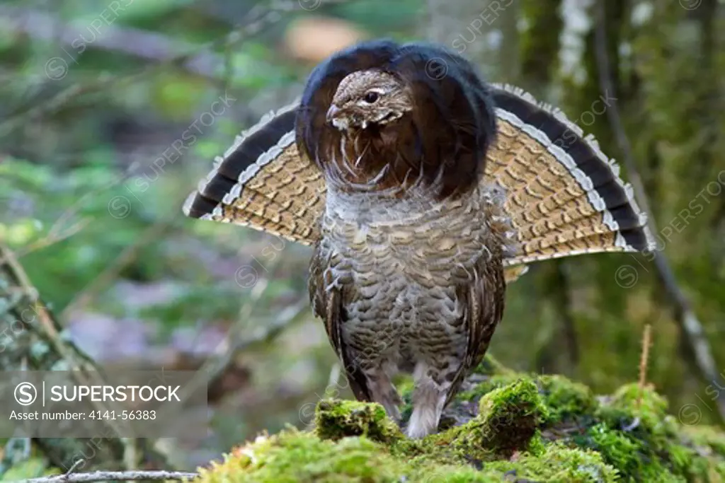 Ruffed Grouse (Bonasa Umbellus) Male Drumming From Atop A Log In Manitoba, Canada.
