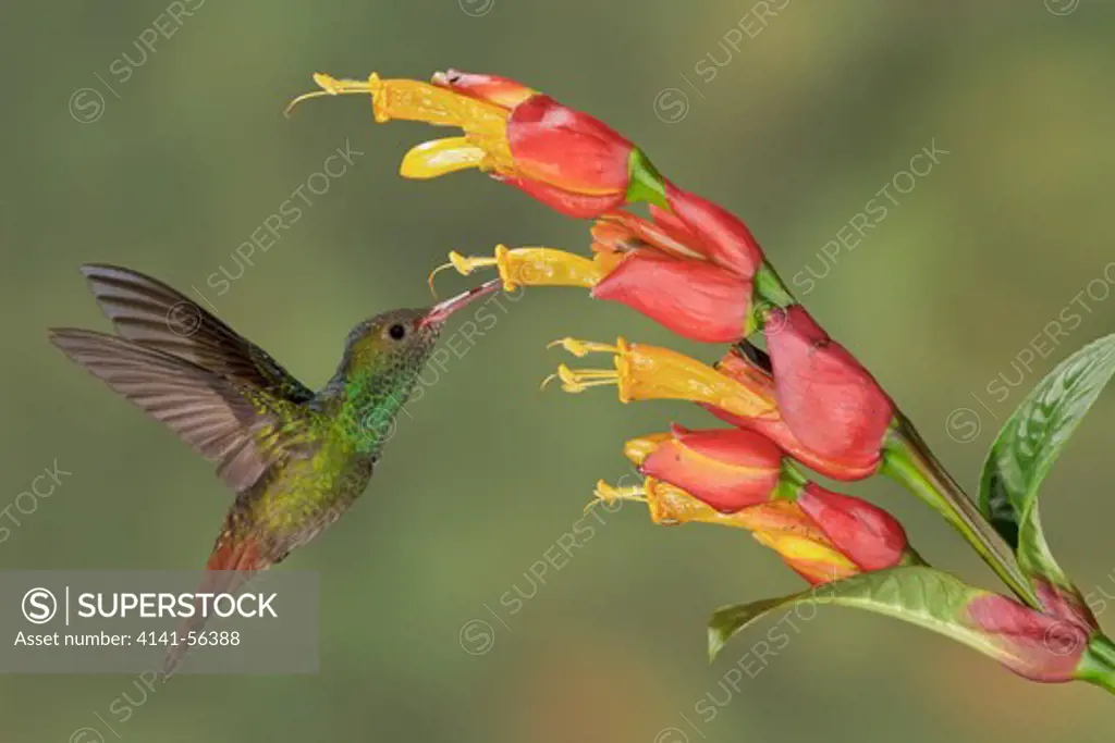 Rufous-Tailed Hummingbird (Amazilia Tzaactl) Flying And Feeding At A Flower In Costa Rica.