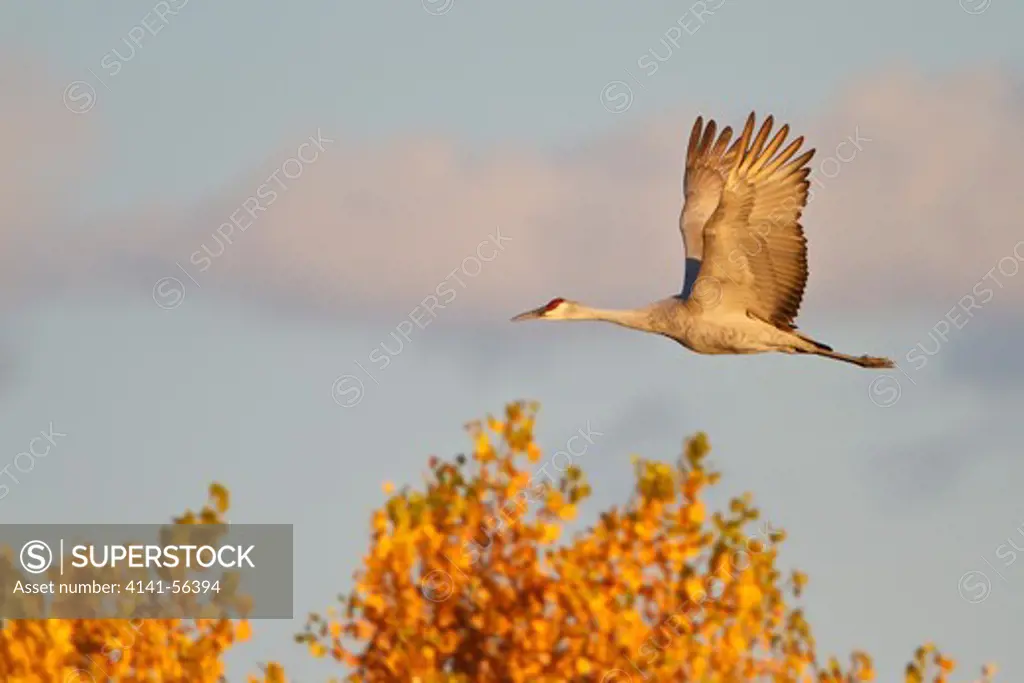 Sandhill Crane (Grus Canadensis) Flying At The Bosque Del Apache Wildlife Refuge Near Socorro, New Mexico, Usa.