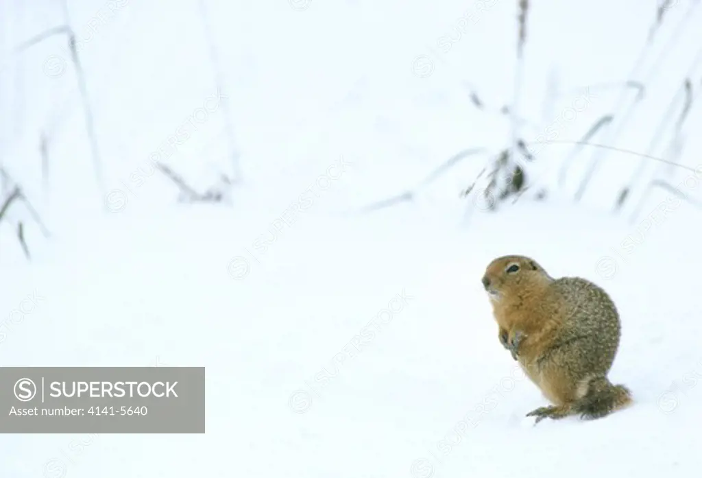ground squirrel on snowy ground spermophilus parryi alaska, usa. september. formerly citellus undulatus